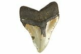 Fossil Megalodon Tooth - Huge NC Meg #298803-2